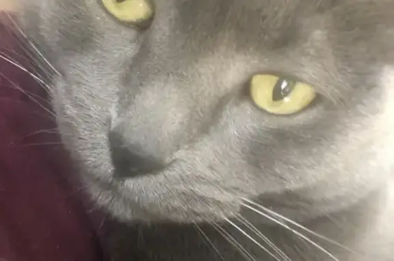 Missing cat St. Louis, photo: Lost cat, St. Louis — blue-gray coat and green eyes