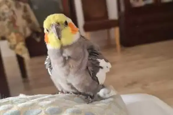 Ave perdida, Calle Olmo, 22, Écija, Cordoba — ninfa con cara amarilla - photo