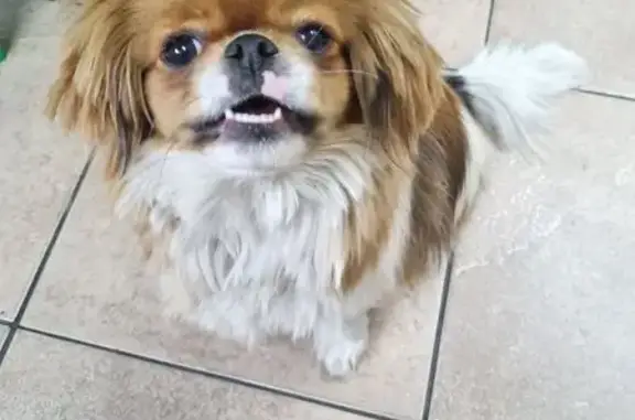 Lost pets Benoni, photo: Lost dog, female, Benoni, Gauteng – white and brown fur