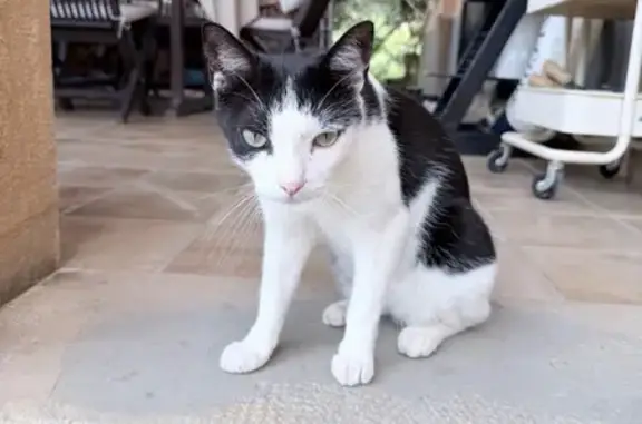 Gato perdido, Camino los Polvitos, 276, Estepona — muy cariñoso y maullador - photo