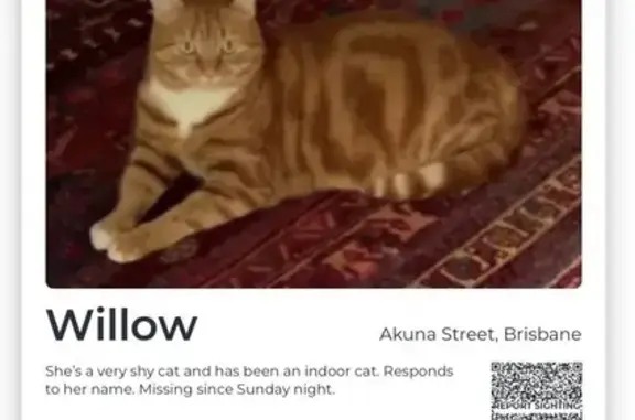 Lost cat, Akuna Street, 95, Brisbane — female ginger domestic shorthair - photo