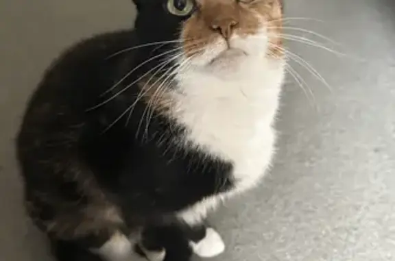 Lost cat, Newlands Road, Scotl...