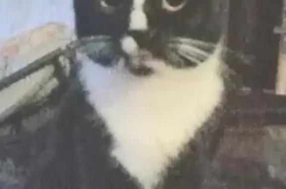 Lost cat, Monroe, New Jersey, Philadelphia — male, very bonded - photo