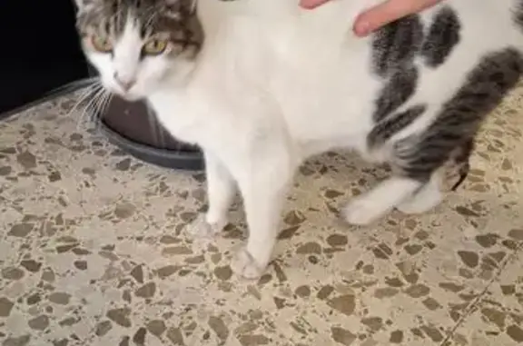Gato encontrado, Marbella, And...