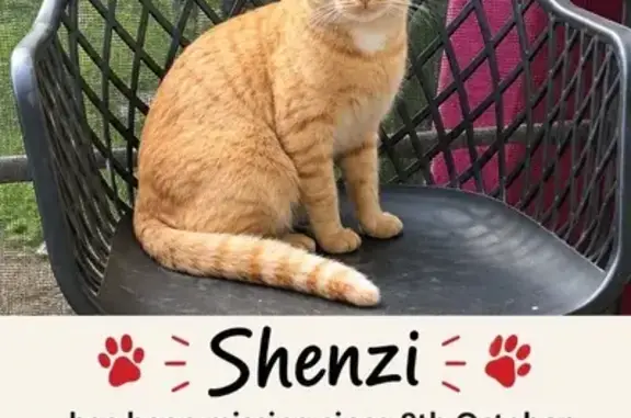 Lost cat, Luskin Way, Newcastle — male ginger cat with a white chest patch - photo