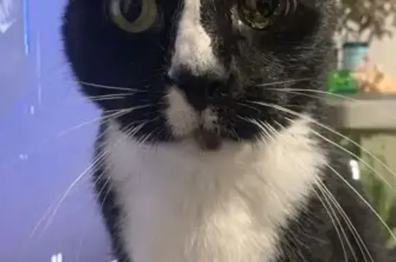 Lost cat, male, Lipton Drive, 29, Frankston — black-and-white, 16 years old - photo
