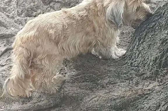 Missing dog Pembroke Pines, photo: Lost female dog, West Kalmia Drive, 519, Lake Park, Pembroke Pines — blind, brown coat