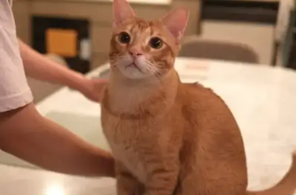 Lost cat, Singapore 359967, Hougang — dark orange male with a pink nose - photo