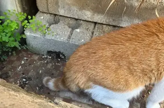 Gato encontrado, Carrer de San...