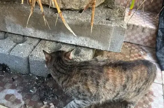 Gato encontrado, Carrer de San...