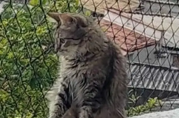 Gato perdido, Rua Flôr da Viúva, 35 — fêmea, rajada e de pelo médio a longo - photo