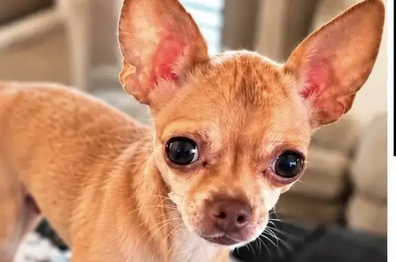 Lost dog, female, Fred's Folly Drive, Corpus Christi — needs daily medication - photo