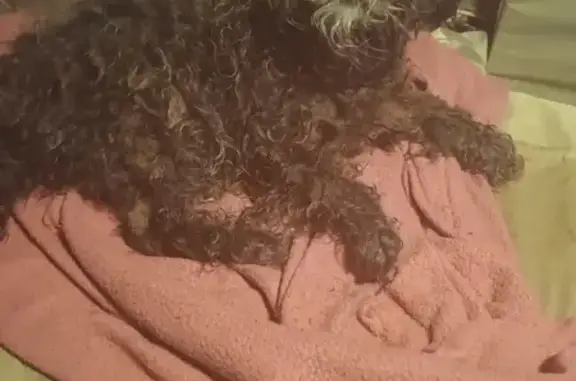 Lost dog, Meadowbrook Road, 4488, Meadowbrook, Tunnelton — male, partially deaf and blind - photo
