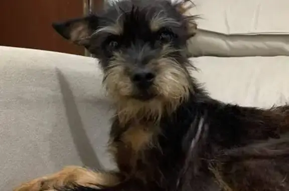 Cachorro perdido, Rua Amador Lourenço, São Paulo — não morde - photo