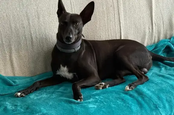 Perro perdido, Avinguda de Vilamajor, 63, Sant Antoni de Vilamajor, Granollers — posible avistamiento el miércoles por la mañana - photo
