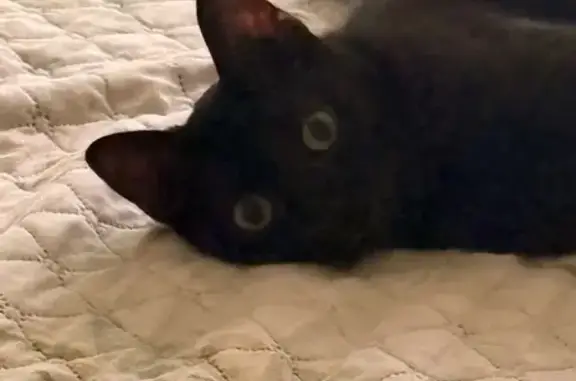 Gato perdido (hembra), Calle de Francisco de Ruesta, Zaragoza, Delicias — negro y sin collar - photo