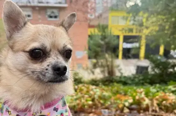 Búsqueda de mascotas, foto: Perro perdido, hembra, Calle de Alegría de Oria, 11, Madrid, San Blas-Canillejas — chihuahua beige de pelo corto