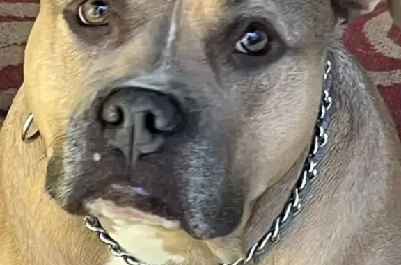 Lost Dog, female, 7th Street Southwest, Graysville — brown pitbull with a white face stripe - photo