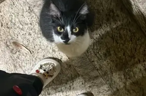 Gato encontrado, Recreio São J...