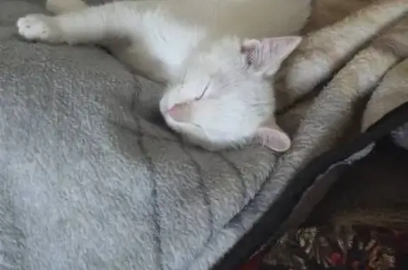 Lost male cat, East 60th Place, 4851, Maywood — white with orange-striped tail - photo