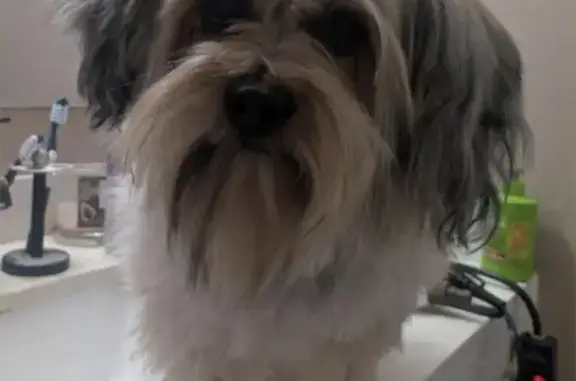 Lost female dog, Columbia Avenue, 3630, Riverside — white with gray coloring - photo