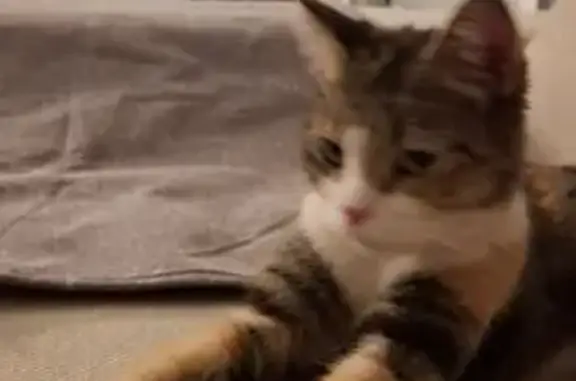 Gatita tricolor encontrada entre la rotonda del Hospital de Sant Joan y Santa Faz, debajo de un coche. Tendrá aproximadamente un año.