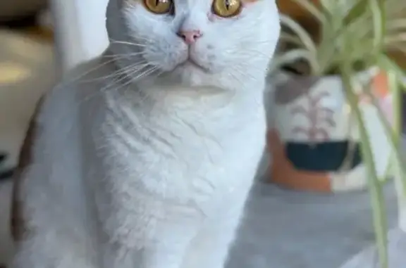 Lost pets Fairfield, photo: Lost female cat, Tennyson Street, 20, Fairfield — gold eyes