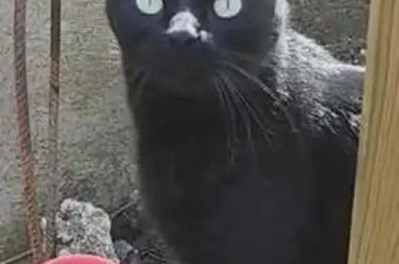 Gato perdido, Calle del Castaño, Parque Coimbra, Mostoles — macho adulto con chip - photo