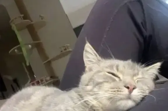 Lost pets Darebin, photo: Lost female cat, Bindi Street, 120, Merri-Bek City, Darebin — grey tabby with a pink nose