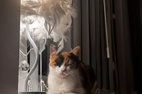 Lost cat, Cranmer Close, Kingston upon Hull — female, responds to her name - photo