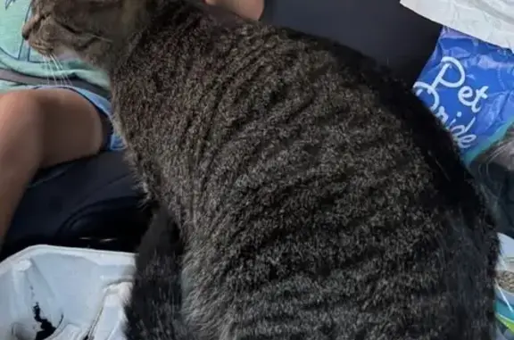 Lost cat, Jersey Apartment, Maysville — big, brown and scared male - photo