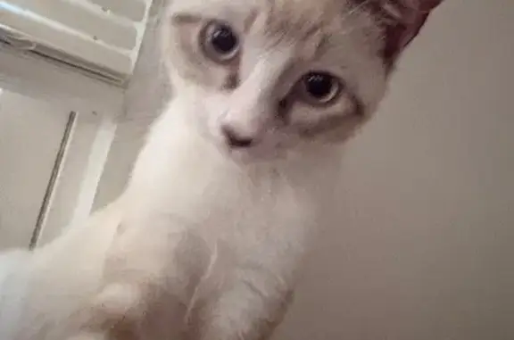 Lost male cat, Harris Street Northwest, 668, Concord, Charlotte — white with blond spots - photo