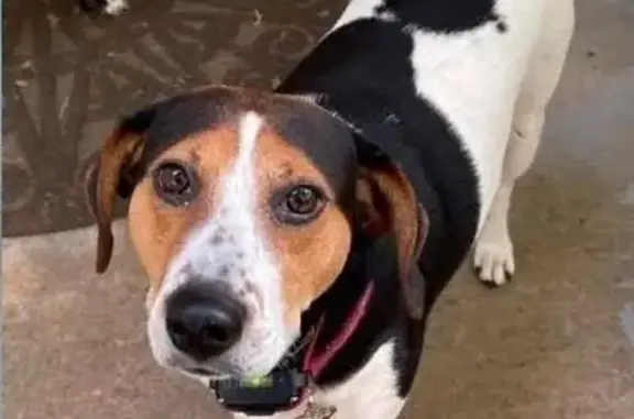 Lost female dog, North Carolina Highway 150, 10334, Reidsville, Burlington — mostly white with black saddle and spots - photo
