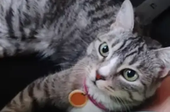 Gato perdido, fêmea, Rua Serra da Mantiqueira, Uberlândia — coleira rosa com pingente de identificação - photo