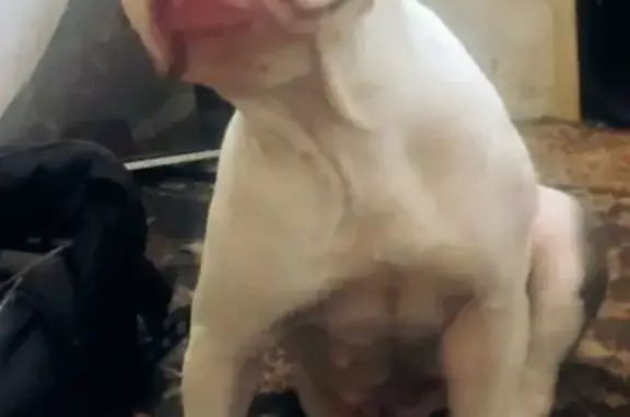 Lost dog, County Road 107, 8409, Grandview — female English bulldog, white with brown and brindle markings - photo