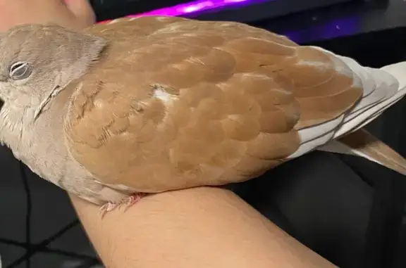 Lost bird, East Main Street, 12, Schuylkill Haven — female ringneck dove - photo