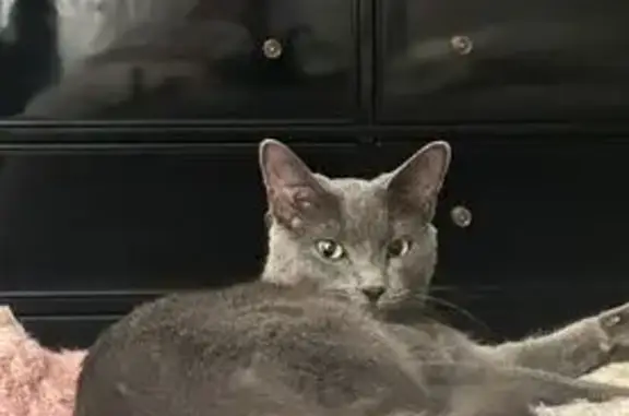 Lost cat, female, South Higbie Place, 627, Grosse Pointe Woods — grey Russian Blue - photo