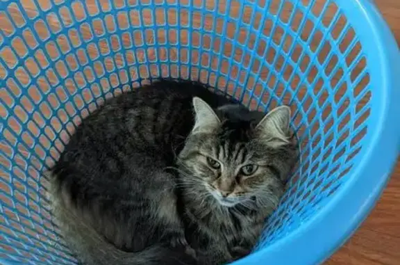 Lost cat, female, Juniper Street, Brisbane, Park Ridge — weak eye - photo
