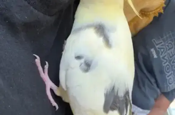Lost bird, Laguna Creek Trail, Elk Grove, Sacramento — yellow cockatiel with red cheeks - photo