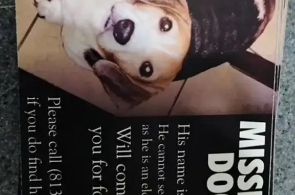 Lost dog, Green Grass Place, Orient Park, East Lake-Orient Park — white and black-and-brown Beagle - photo