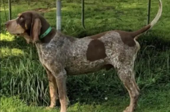 Lost dog, male, Fruit Farm Road East, 419, Fort Payne — 15-year-old Blue Tick Coon dog - photo