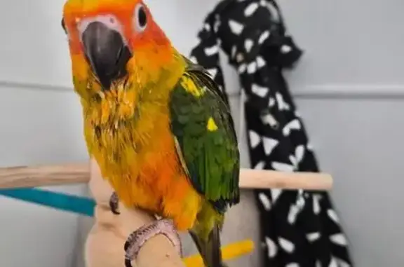 Lost bird, Bay Road, 77, Central Coast Council, The Entrance — female, blue and green wings - photo