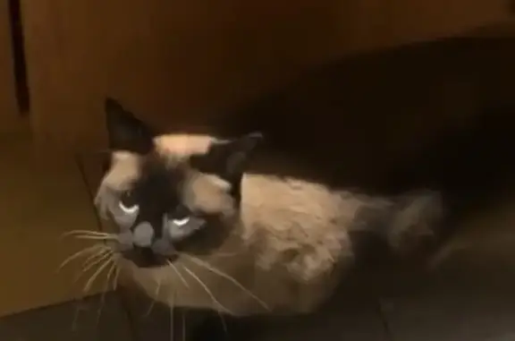 Lost cat, Grandview Lane, 5261, Edina — female Siamese with a darker face and legs - photo