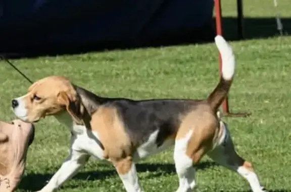 Missing dog Mount Gambier, photo: Lost dog, Jubilee Highway East, 200, Mount Gambier — female beagle