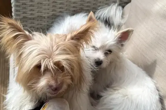 Perro perdido, Diseminado Diseminados, 165, Monda, Marbella — blanco con manchas marrones - photo