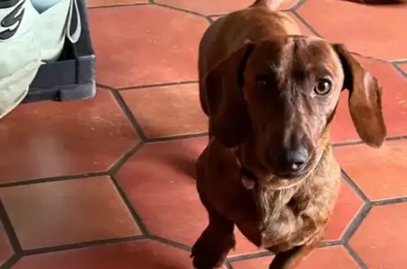 Perro perdido, Vía Sin Nombre,...