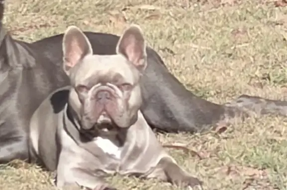 Lost dog, Carrum Road, Logan, Strathfield — male with a lilac coat - photo