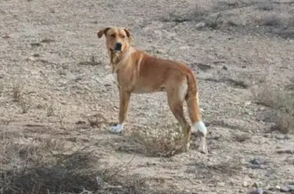 Perro encontrado Villajoyosa, foto: Encontrado perro macho, Partida la Robella, 5, Villajoyosa — marrón con patas blancas