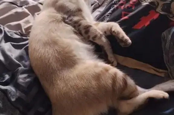 Gato perdido, Carrer de la Jota, 108, Barcelona, Vilapicina i la Torre Llobeta — dócil y tranquilo - photo