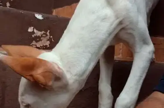 Perro perdido, Caserio el Mira...